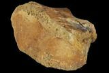 Unidentified Dinosaur Bone Section - Aguja Formation, Texas #116729-2